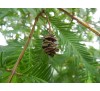 Метасеквойя глиптостробусовая (Metasequoia glyptostroboides)С2
